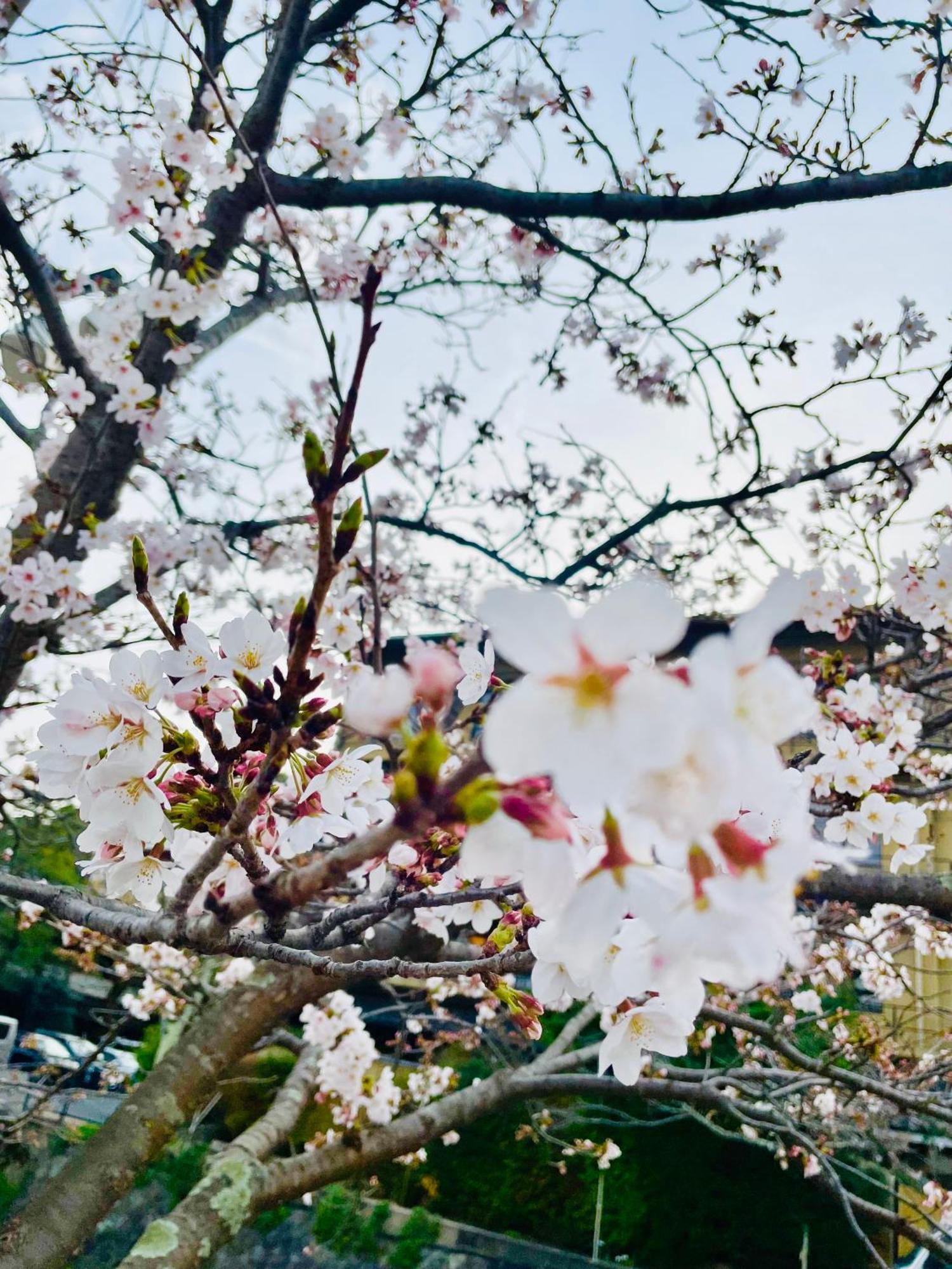 Отель Kyoto Sanjo Ohashi Экстерьер фото